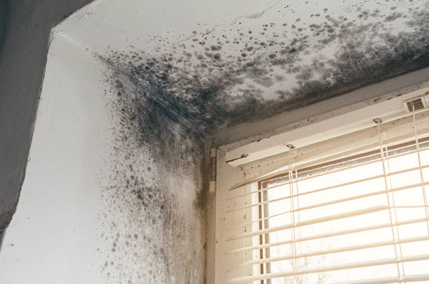 Affordable Attic Mold Remediation solutions in Corapeake, NC